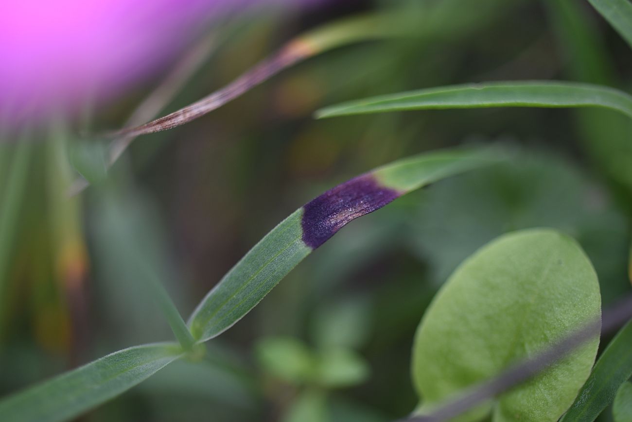 Image of genus Dianthus specimen.