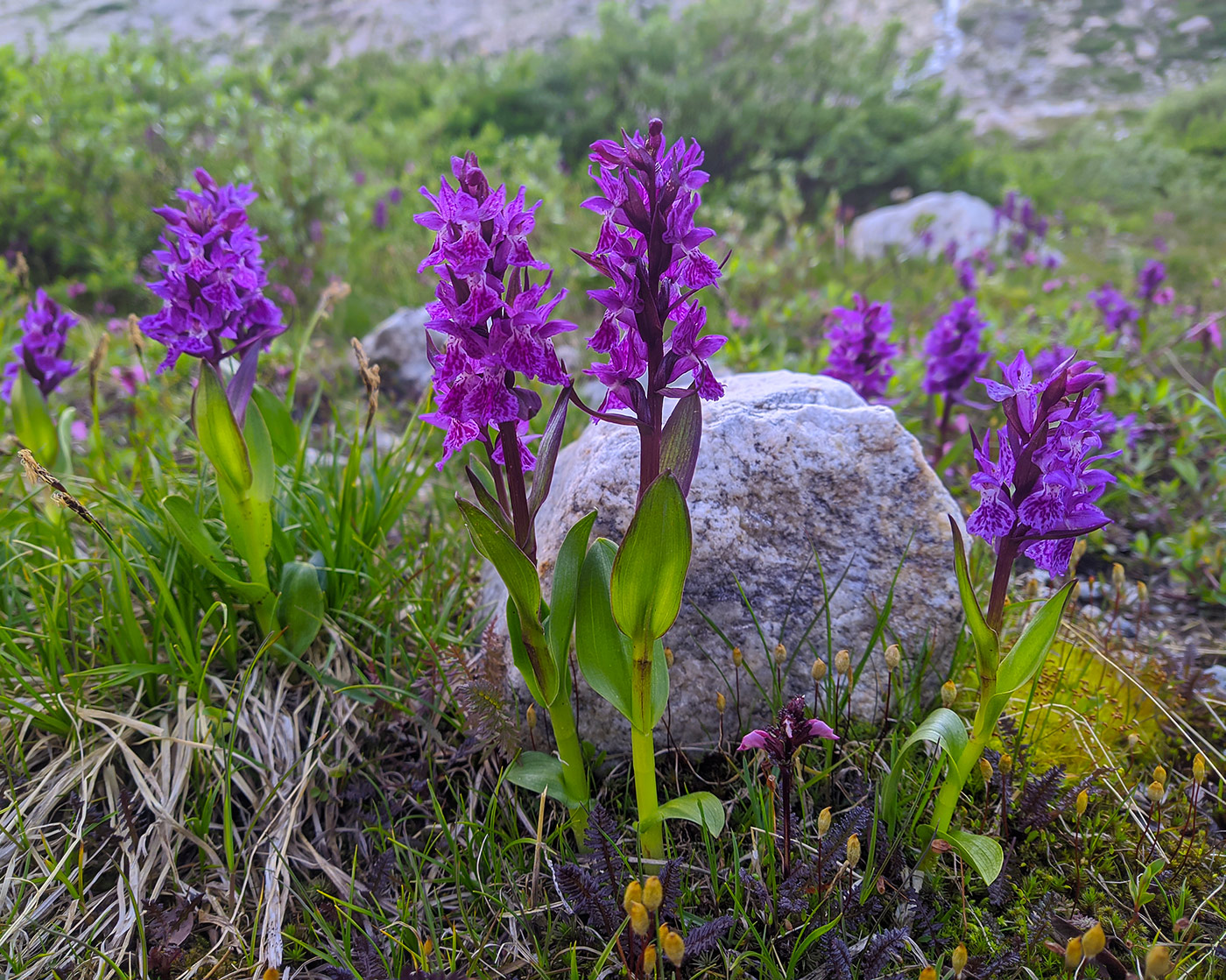 Image of Dactylorhiza euxina specimen.