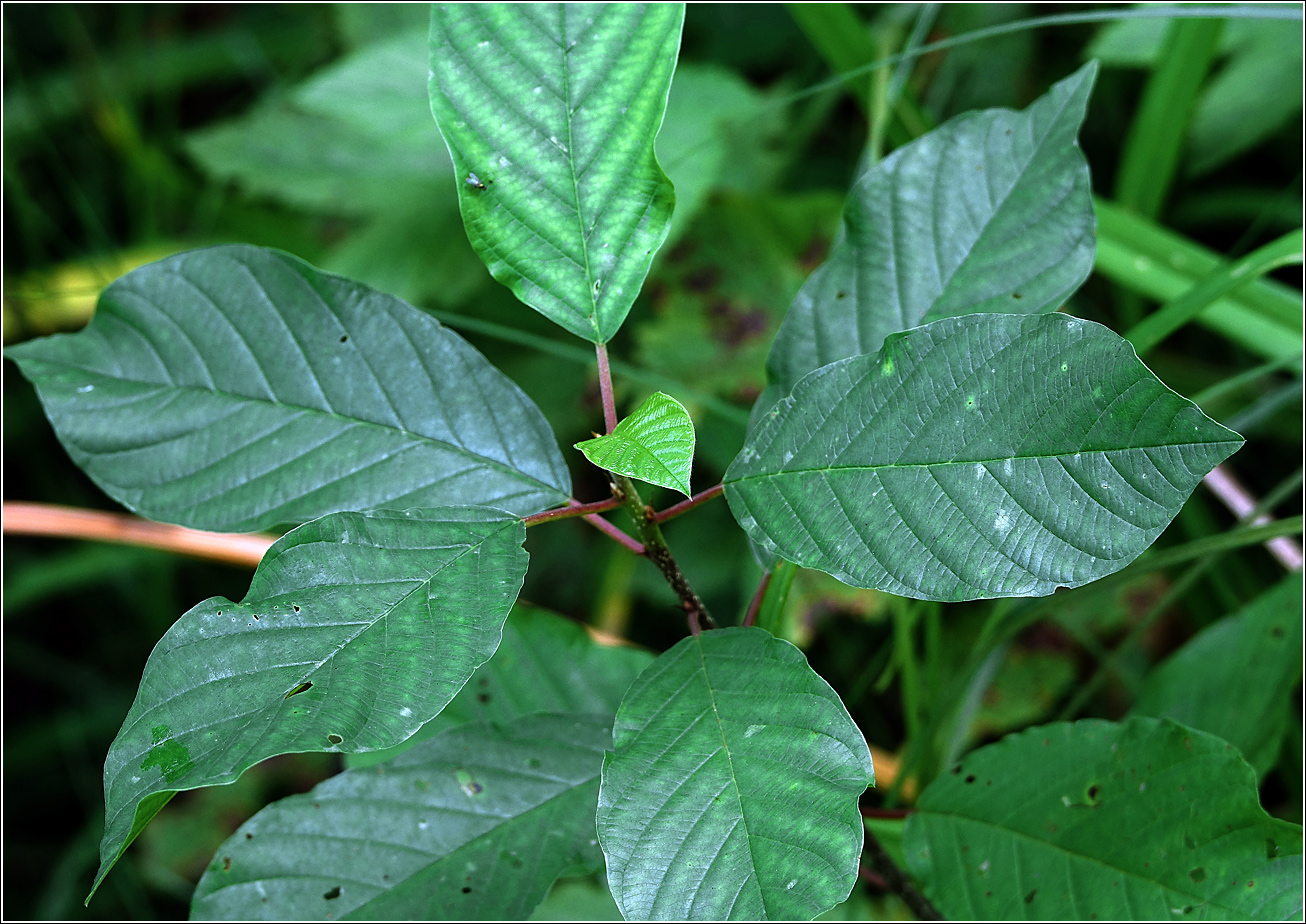 Image of Frangula alnus specimen.