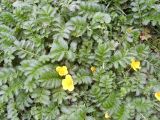 Potentilla anserina