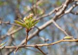 Pyrus ussuriensis