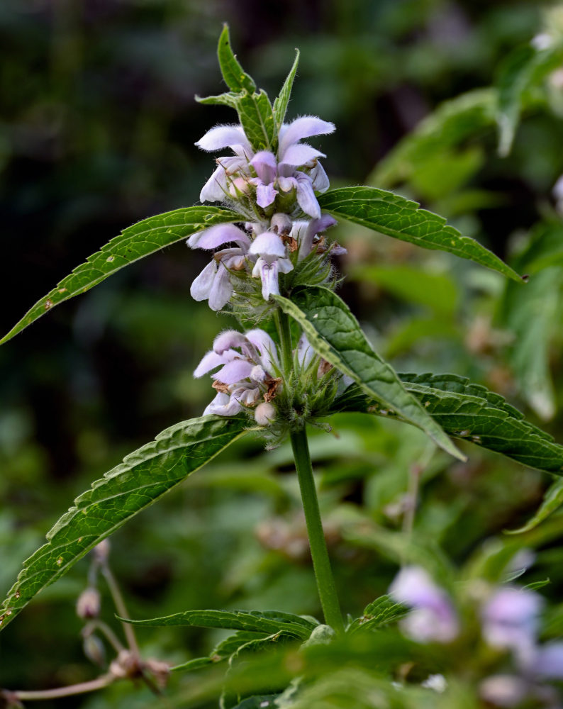 Изображение особи Stachyopsis oblongata.