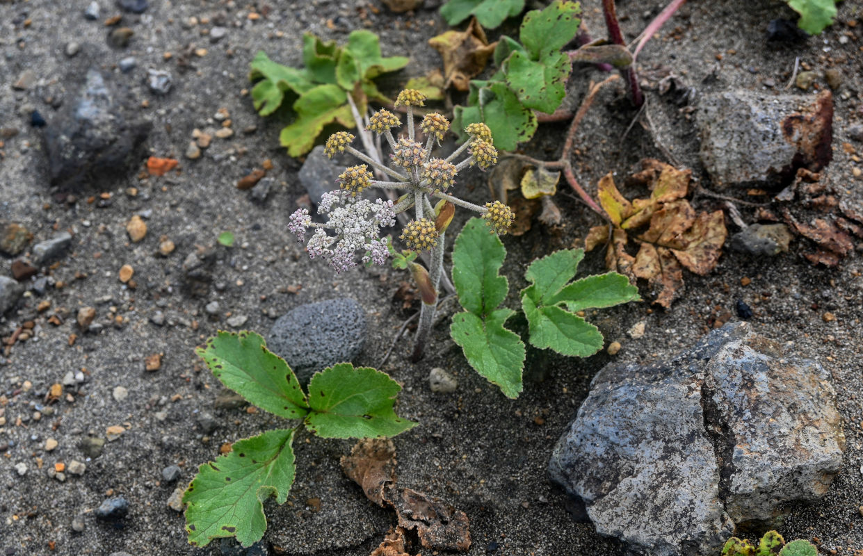 Изображение особи Glehnia litoralis.