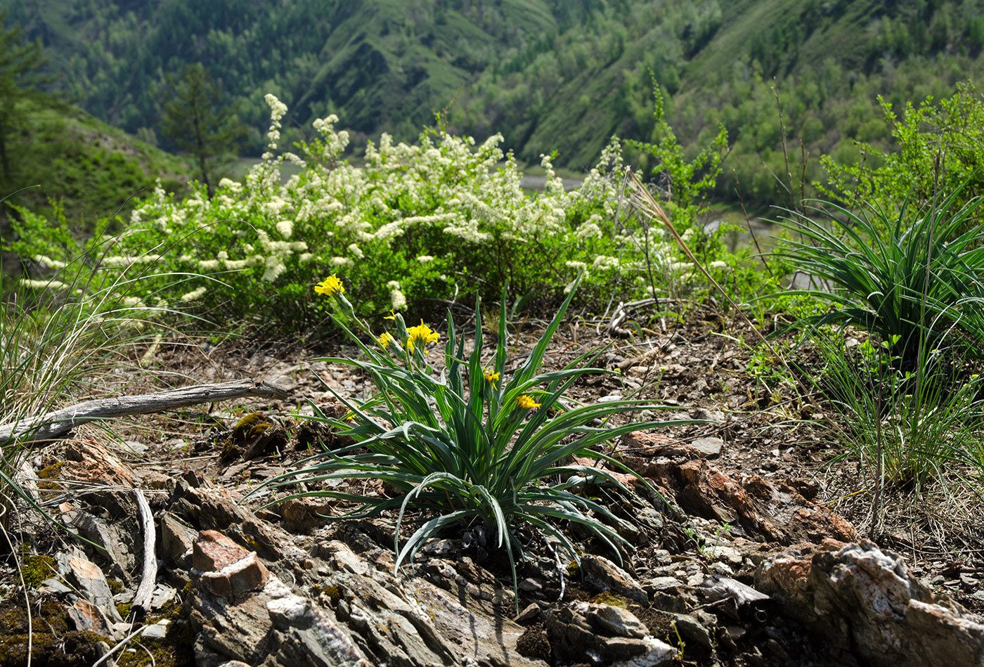 Изображение особи Scorzonera austriaca.