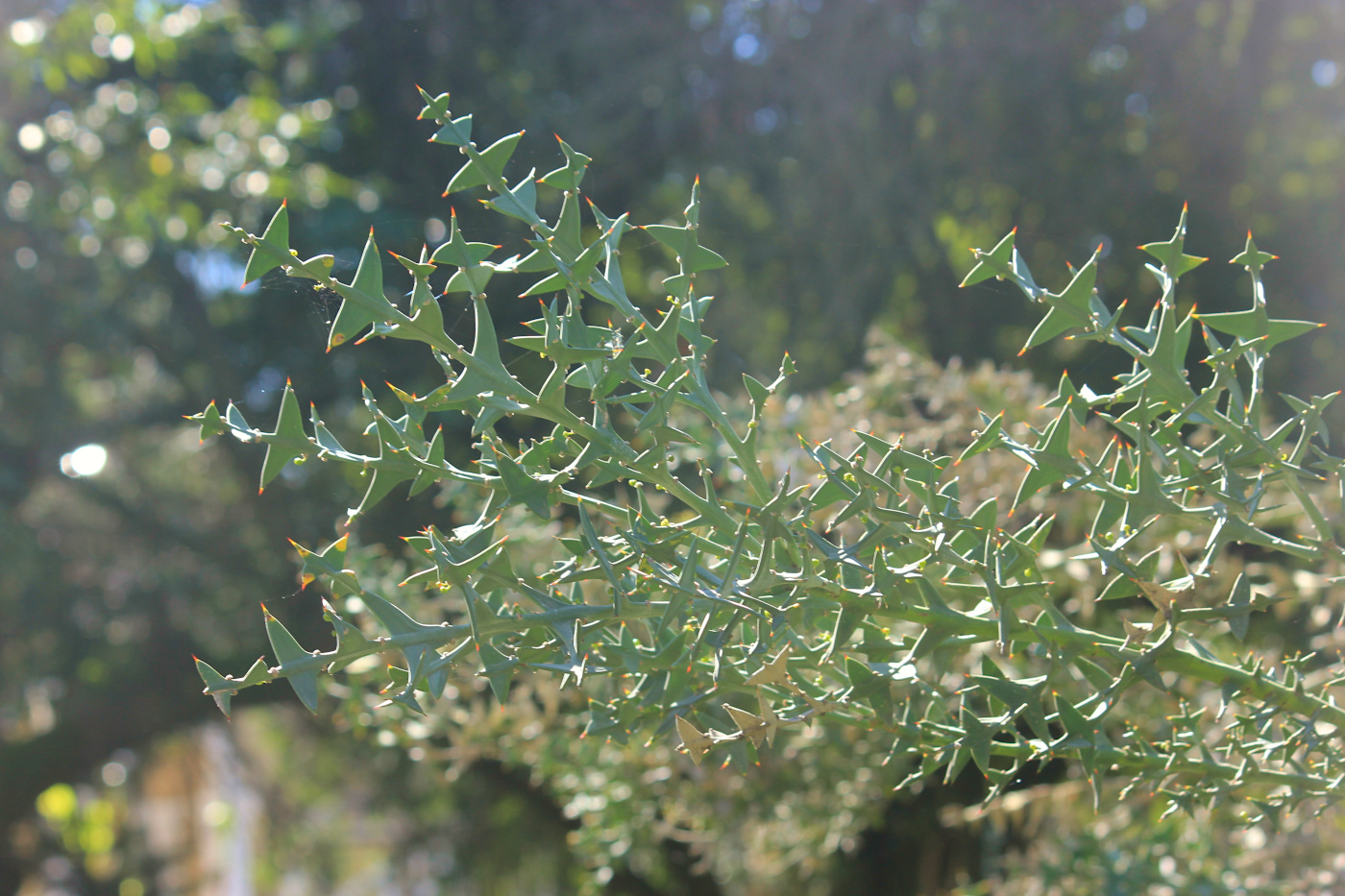 Изображение особи Colletia paradoxa.