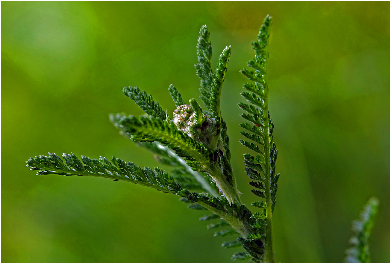 Image of Achillea millefolium specimen.