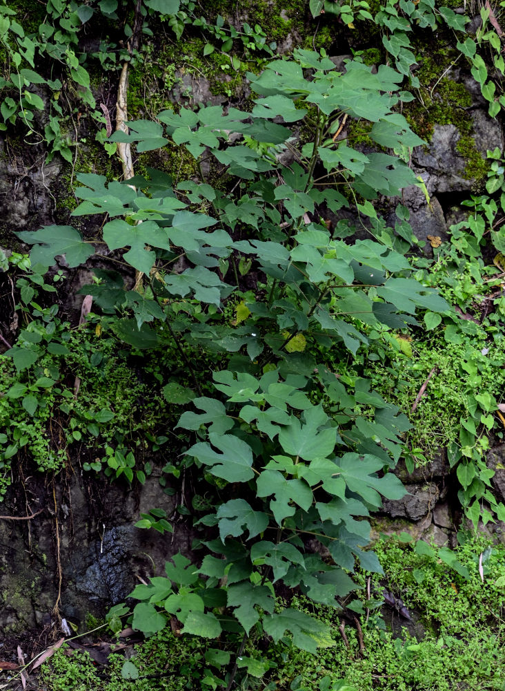 Изображение особи Broussonetia papyrifera.