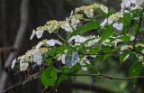 Hydrangea chinensis. Верхушки ветвей с соцветиями. Китай, провинция Гуанси, рисовые террасы Лунцзи, смешанный лес. 30.05.2024.