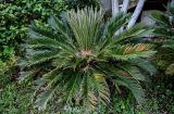 genus Cycas. Вегетирующее растение. Китай, провинция Хунань, национальный парк \"Чжанцзяцзе\", в культуре. 06.06.2024.