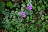 Oxalis debilis variety corymbosa. Цветущее растение с поражёнными (?) листьями. Китай, провинция Хунань, национальный парк \"Чжанцзяцзе\", опушка смешанного леса. 06.06.2024.