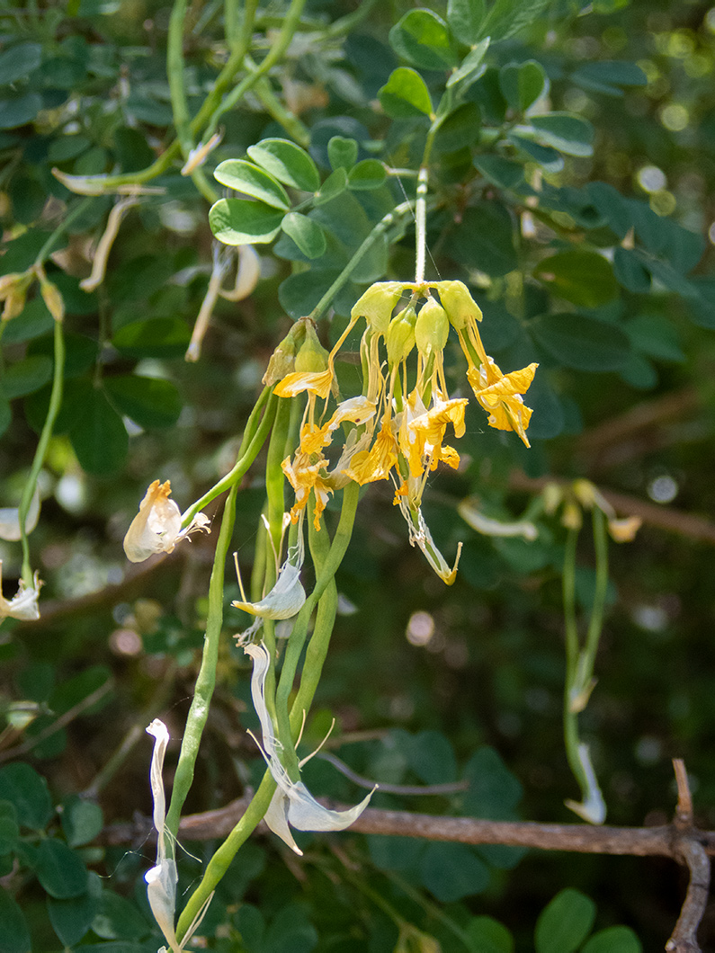 Изображение особи Hippocrepis emeroides.