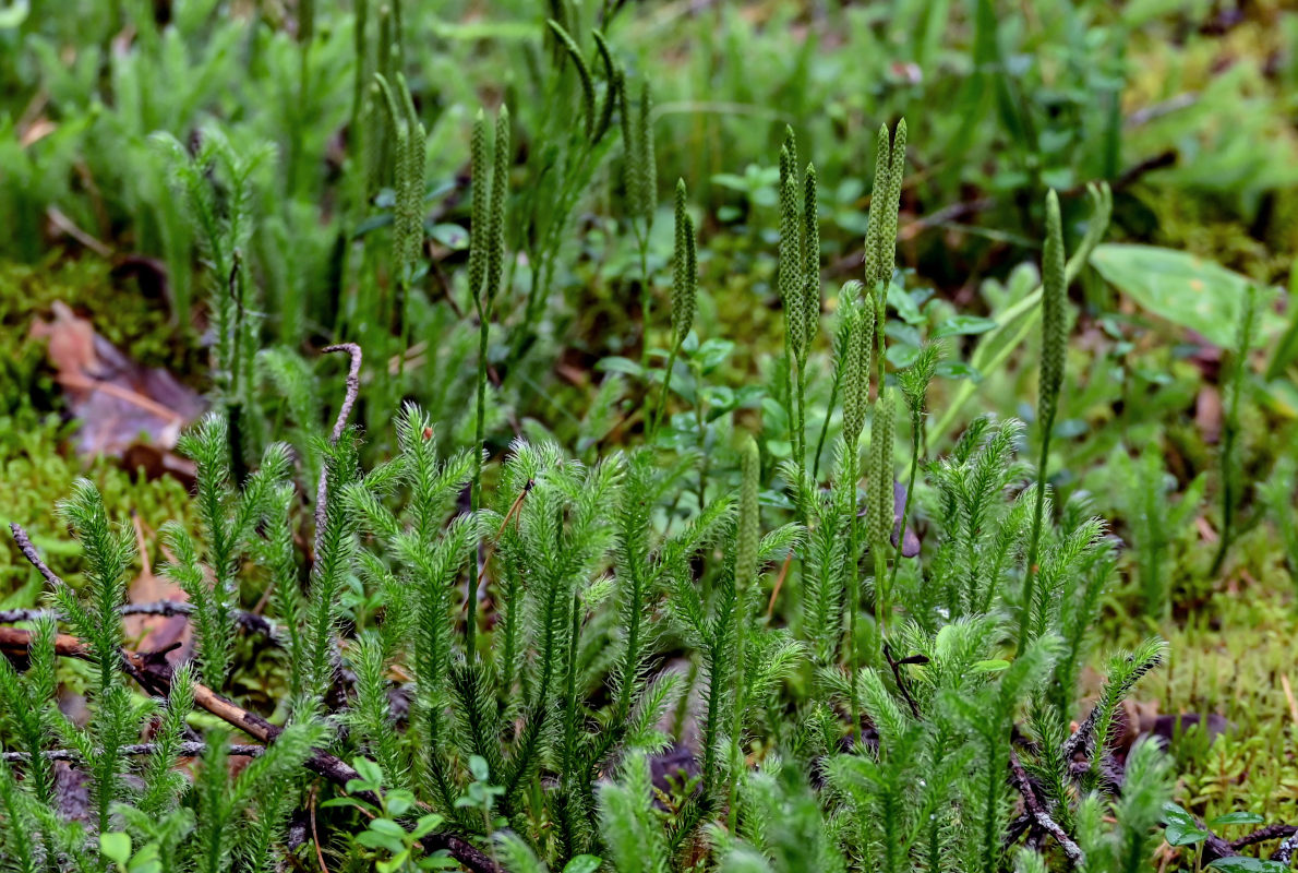 Изображение особи Lycopodium clavatum.