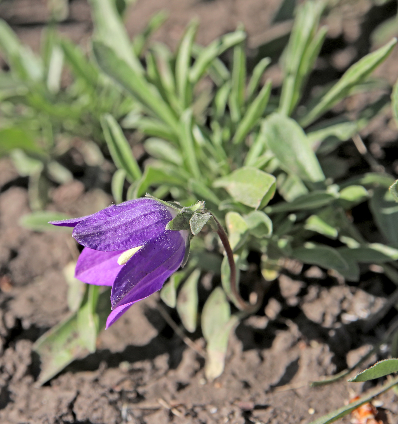 Изображение особи Campanula saxifraga.