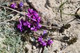 genus Oxytropis