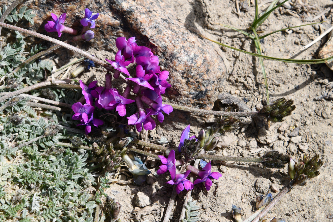 Изображение особи род Oxytropis.