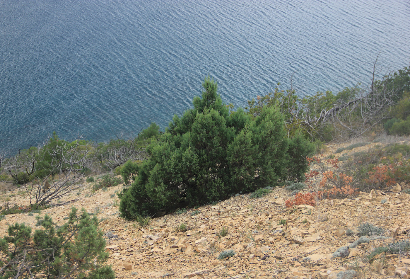 Image of Juniperus excelsa specimen.