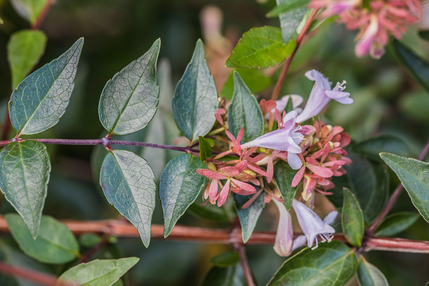 Image of Abelia &times; grandiflora specimen.