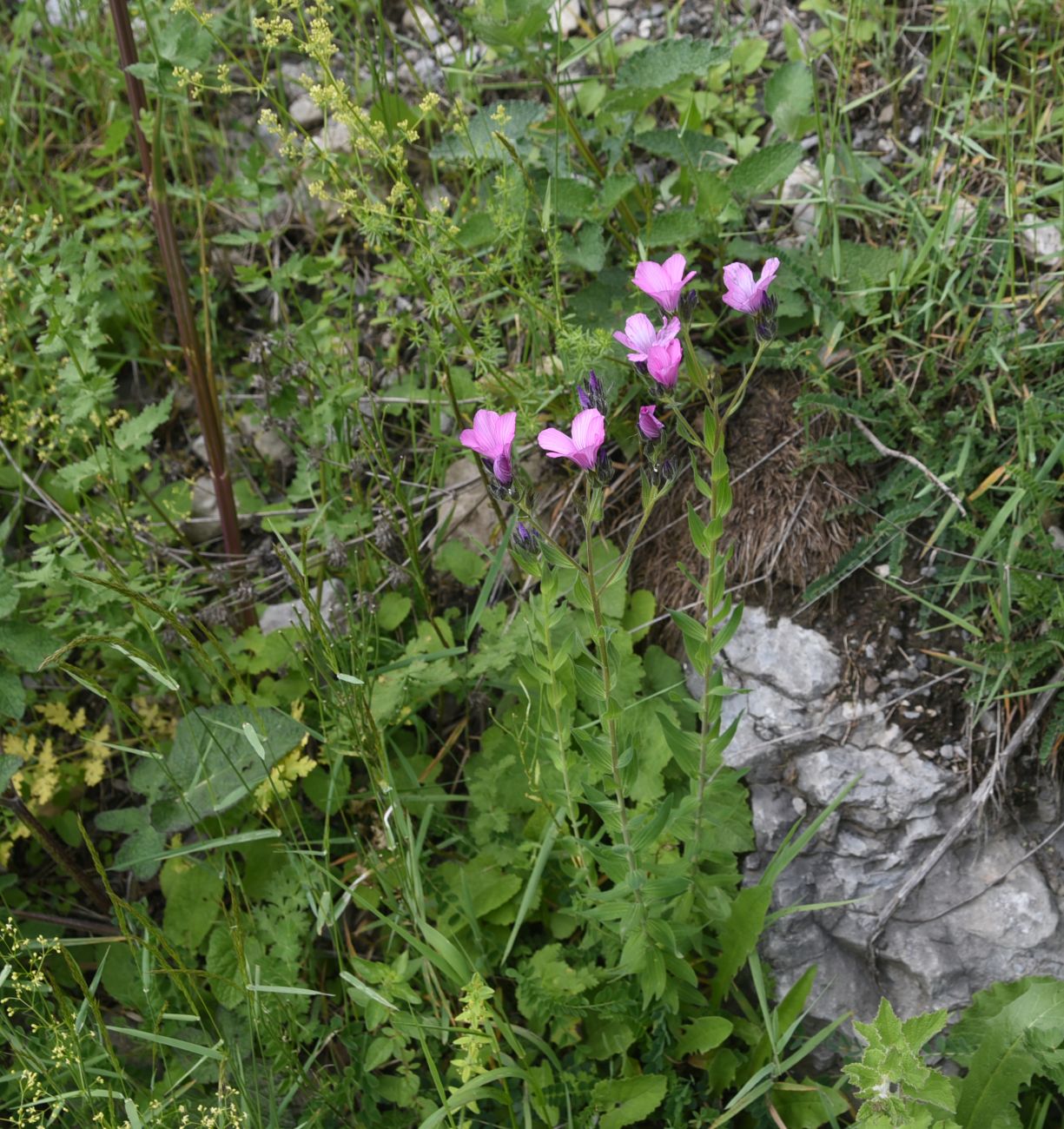 Изображение особи Linum hypericifolium.