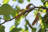 Cercis siliquastrum. Часть веточки с незрелыми плодами. Турция, г. Анталья, Dokuma Park, в культуре. 01.06.2024.