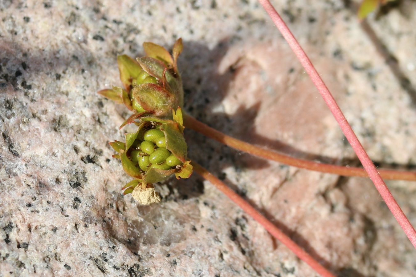 Изображение особи Potentilla anserina.