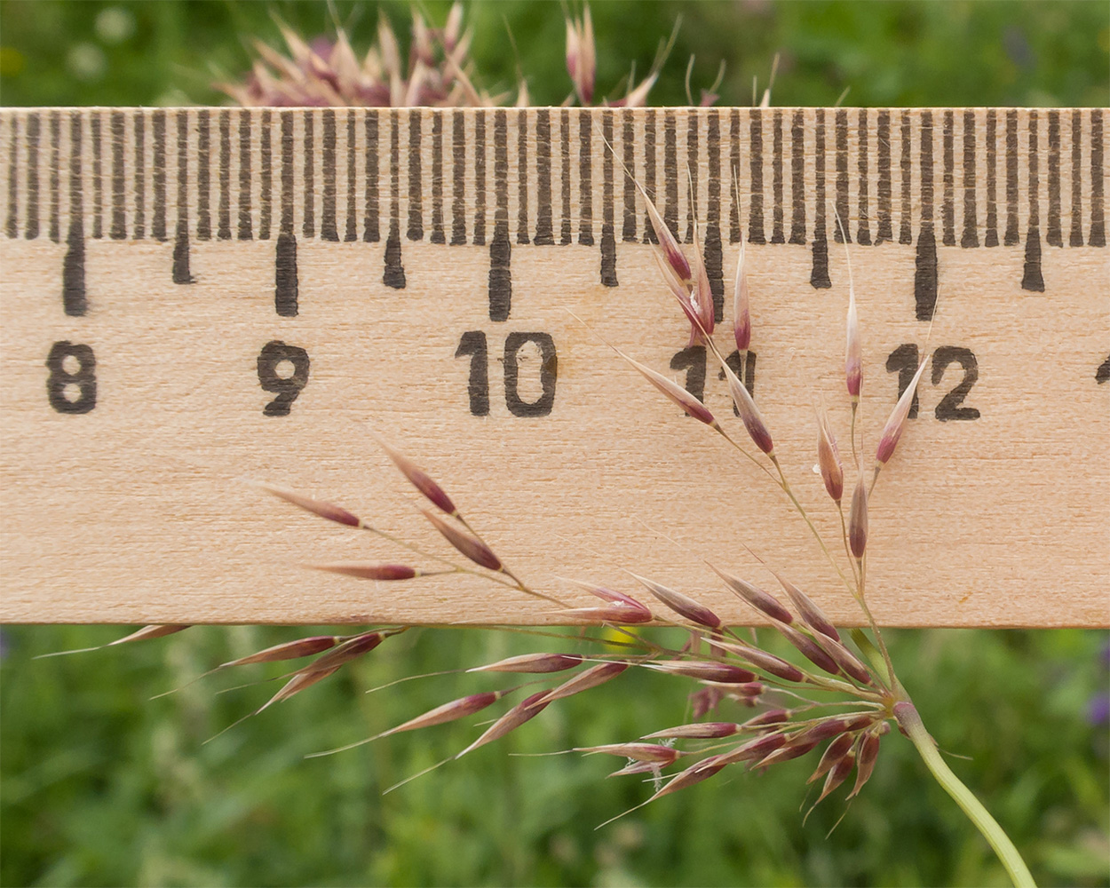 Image of Calamagrostis balkharica specimen.