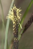 Carex cuspidata. Верхушка соцветия. Крым, Бахчисарайский р-н, окр. с. Соколиное, берег р. Коккозка. 04.04.2024.