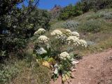 Heracleum stevenii. Цветущее и плодоносящее растение. Крым, Южный Берег, окр. с. Лучистое, гора Южная Демерджи, луг, возле тропы. 03.06.2024.