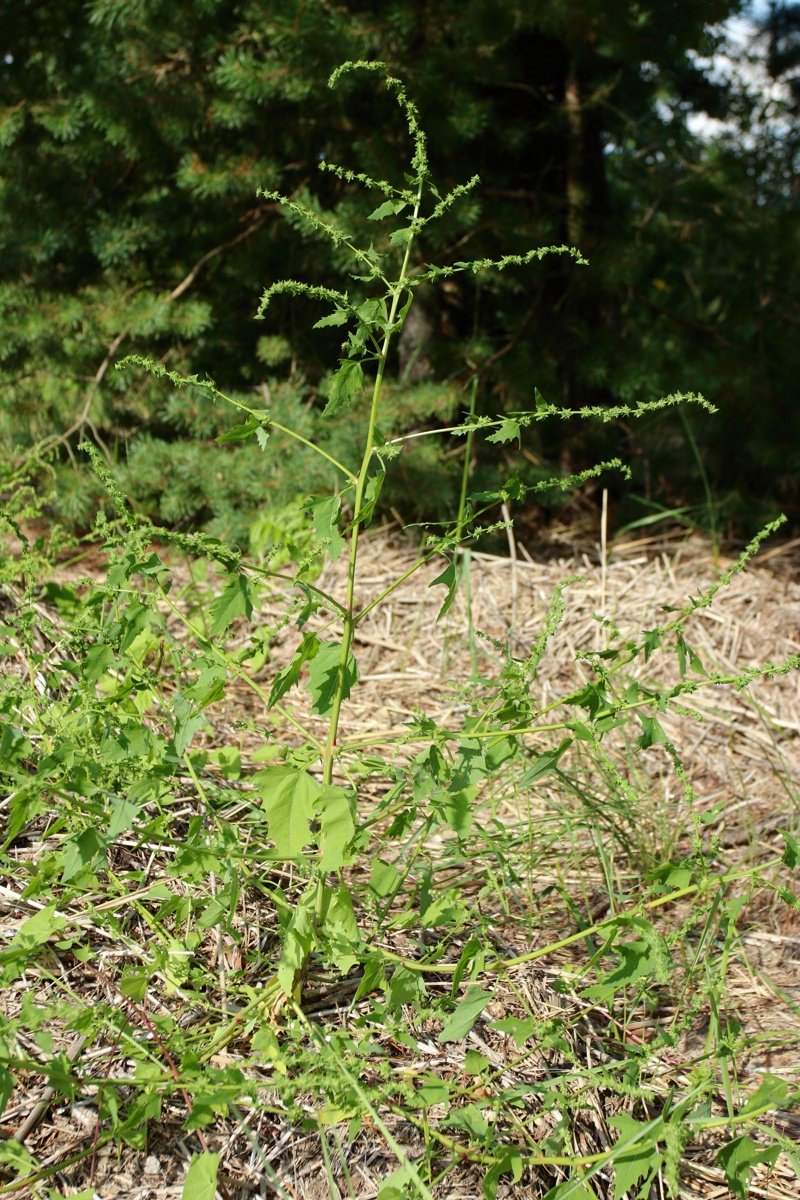 Image of Atriplex calotheca specimen.