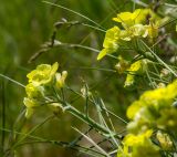 familia Brassicaceae
