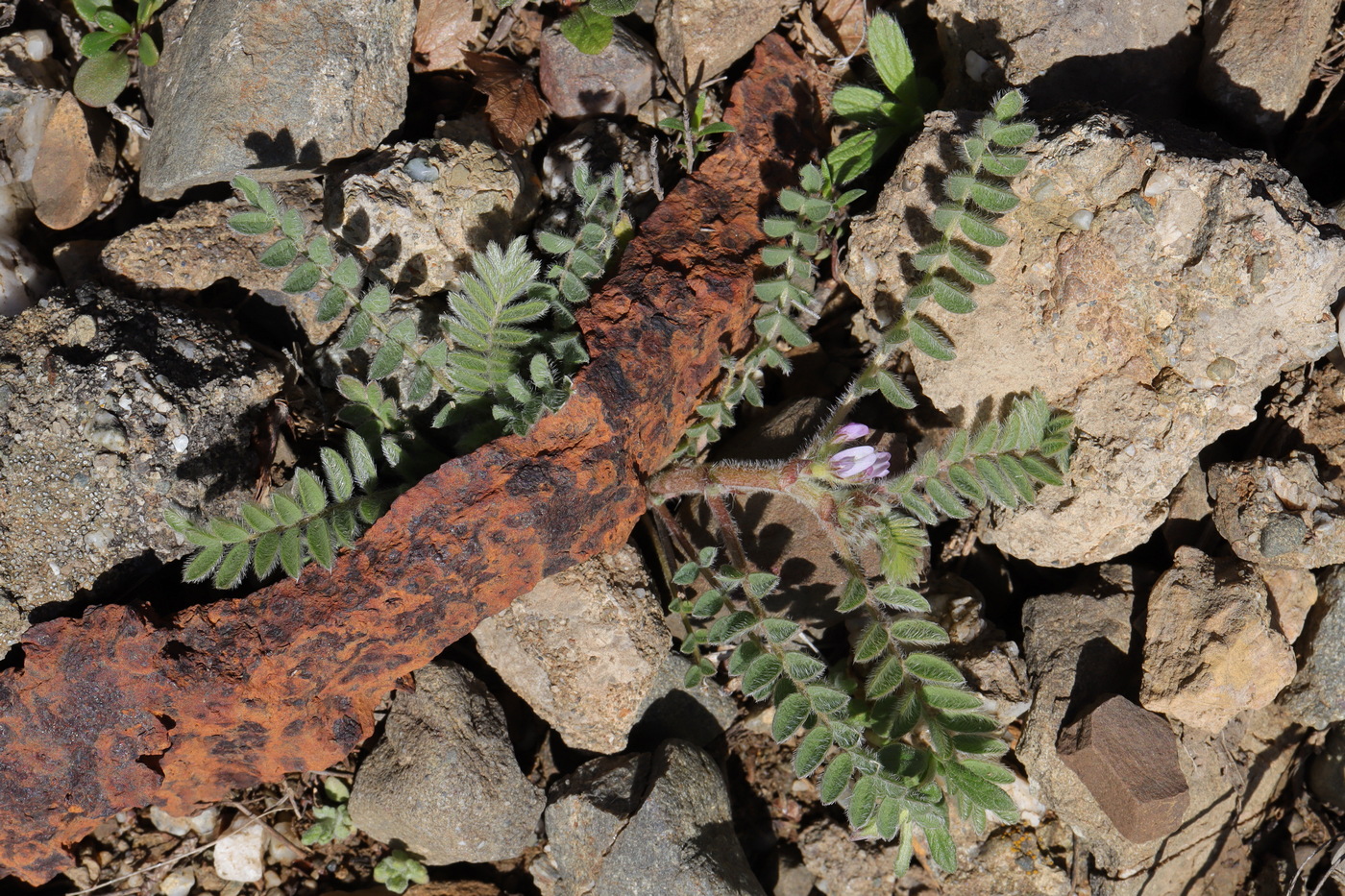 Image of Astragalus sinaicus specimen.