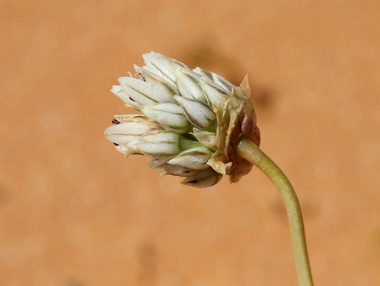 Изображение особи Allium barthianum.