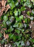 View full-size image Hedera colchica