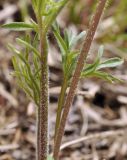 Смотреть изображение Viola dissecta