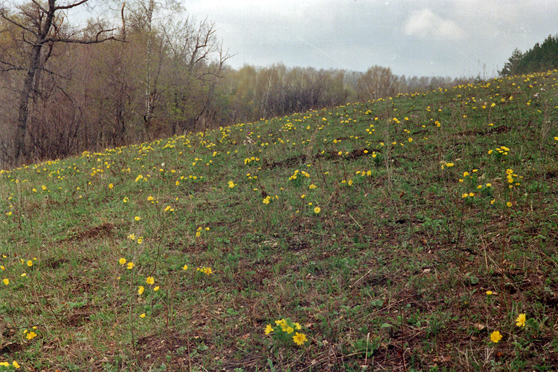 Image of Adonis vernalis specimen.