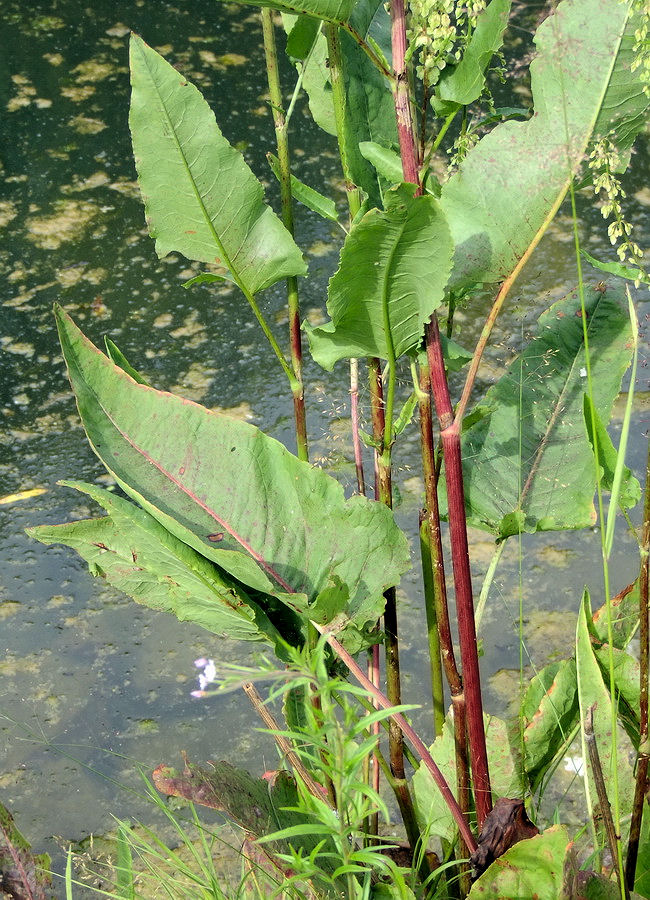 Image of Rumex aquaticus specimen.