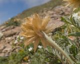View full-size image Psephellus caucasicus