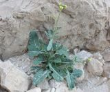 Diplotaxis harra. Цветущее растение. Израиль, каменистая пустыня (восток Иудейской пустыни), верхняя часть склона к Мёртвому морю. 23.02.2011.