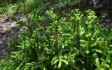 View full-size image Picea orientalis