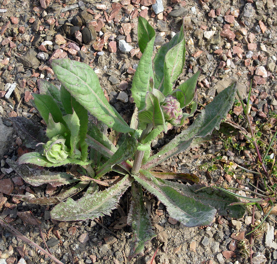 Изображение особи Crepis alpina.