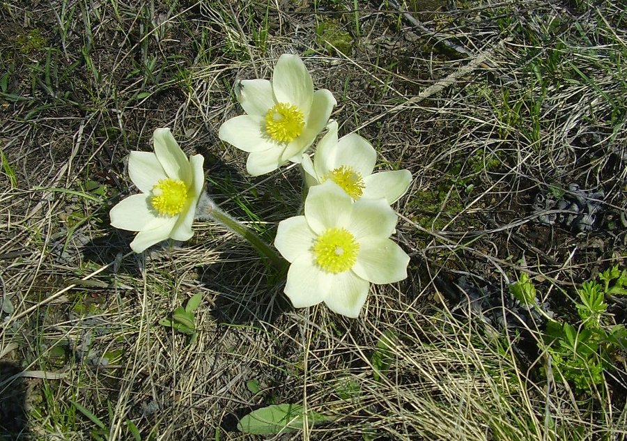 Image of Pulsatilla orientali-sibirica specimen.