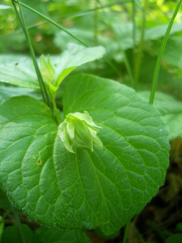 Изображение особи Viola mirabilis.