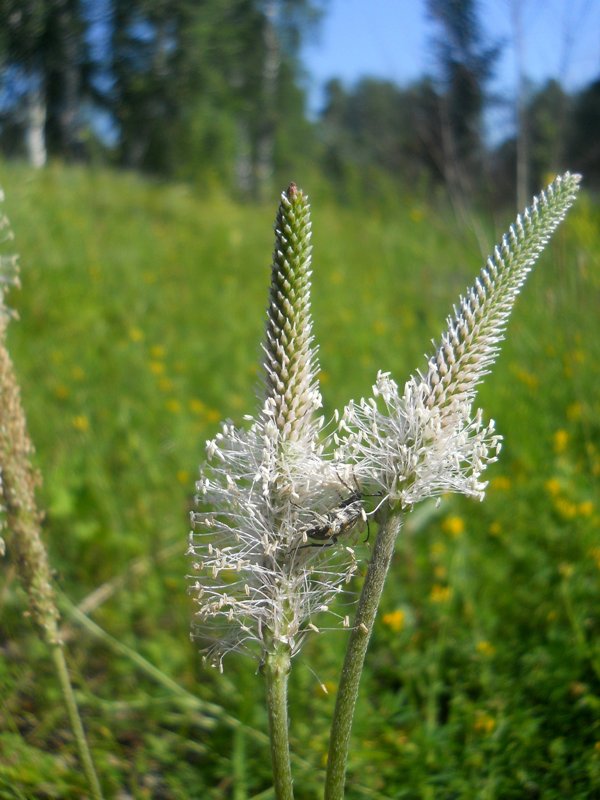 Image of Plantago media specimen.