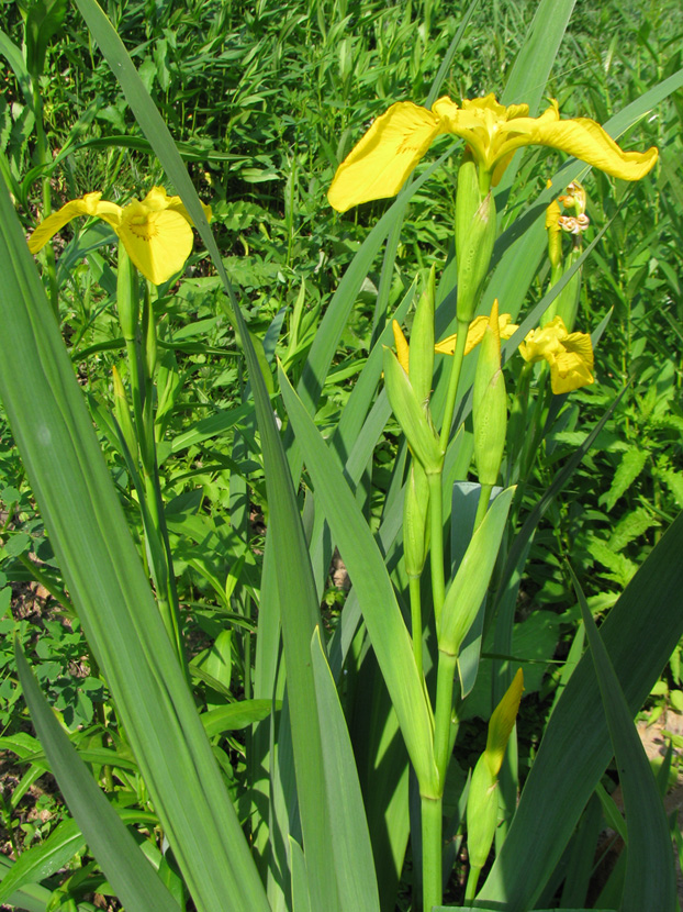 Изображение особи Iris pseudacorus.