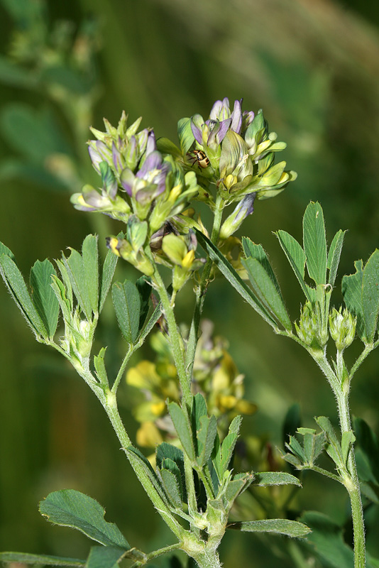 Image of Medicago &times; varia specimen.