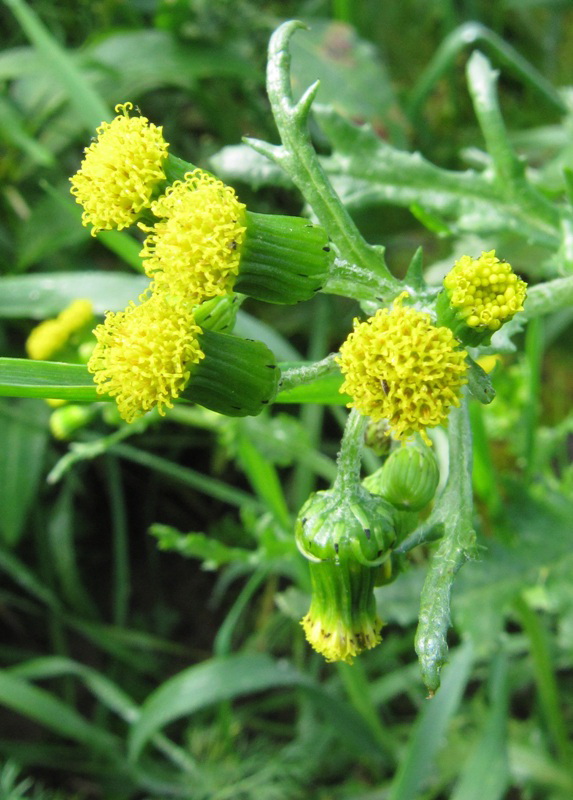 Изображение особи Senecio vulgaris.