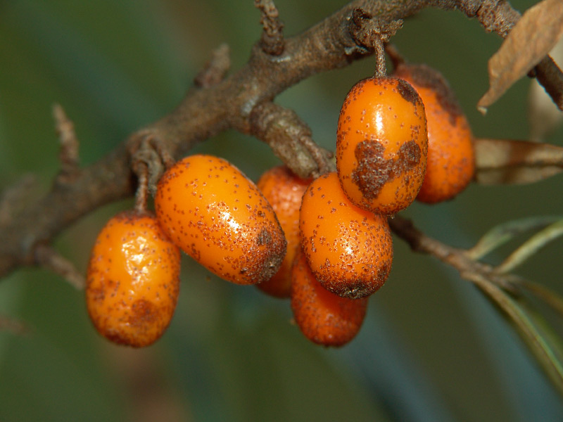 Image of Hippophae rhamnoides specimen.