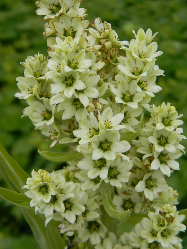 Image of genus Veratrum specimen.