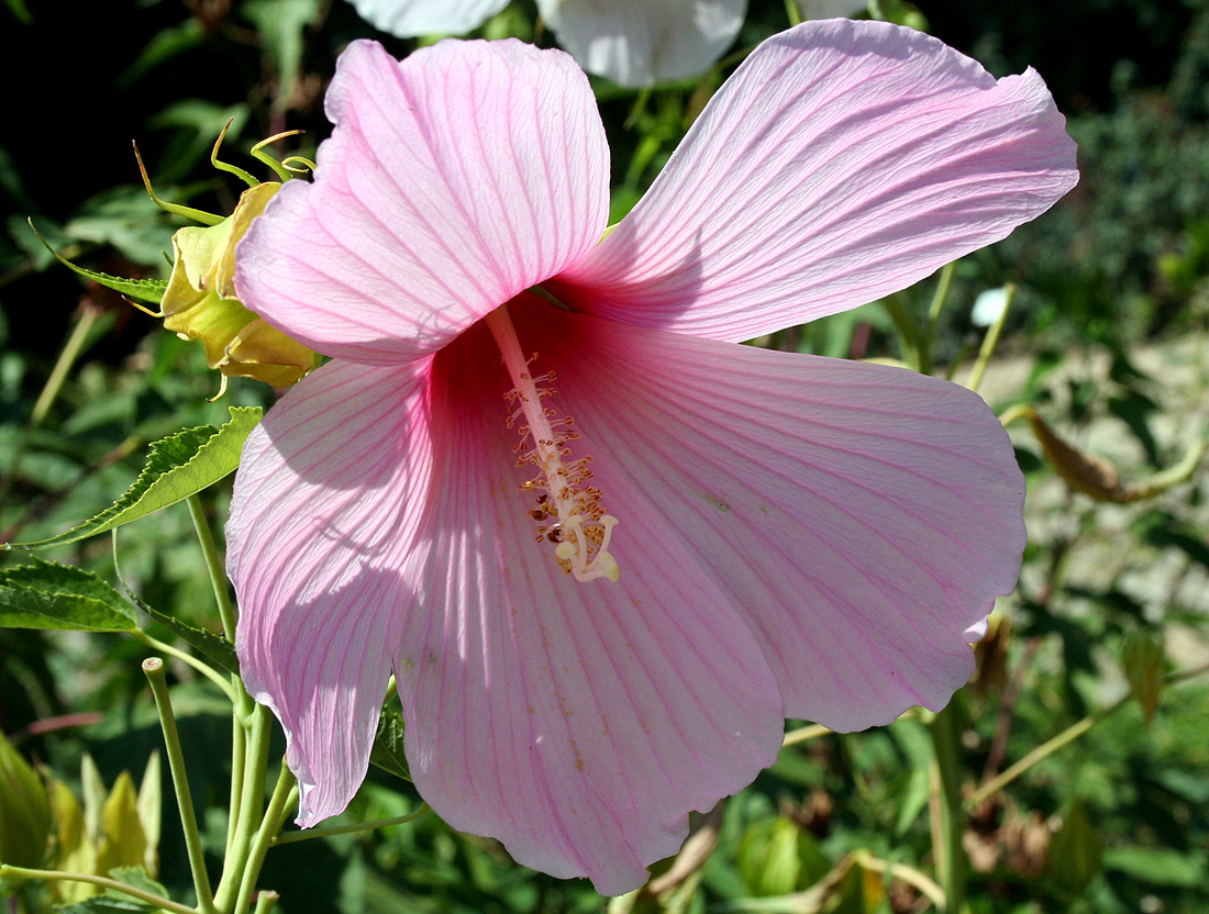 Image of genus Hibiscus specimen.