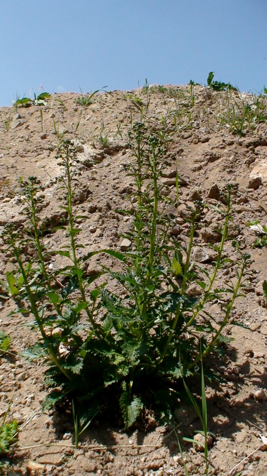 Image of Scrophularia zvartiana specimen.