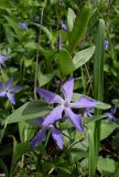 Vinca herbacea. Верхушка побега с цветками. Ростовская обл., Аксайская степь, окр. хутора Александровский, на склоне балки. 21.04.2012.